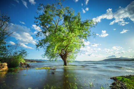 Beautiful tree inside the Lakeの写真素材