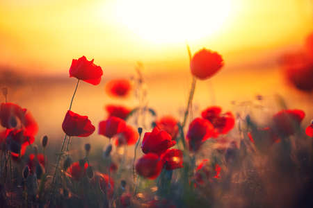 Field of bright red poppy flowers in summerの写真素材