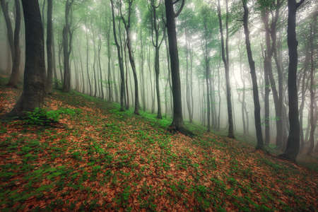 Fog in the misty green forestの写真素材
