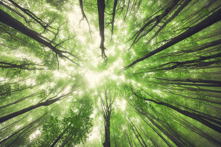 Beautiful nature at morning in the misty spring forest with sunの写真素材