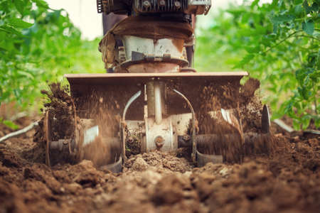 Farmer with a machine cultivator digs the soil in the vegetable garden. Tomatoes plants in a greenhouse.の写真素材
