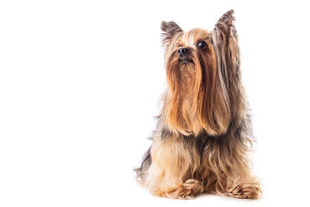 Yorkshire terrier, dog isolated on whiteの写真素材