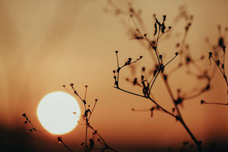 Silhouette of a plant on a golden sunsetの写真素材