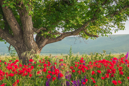 Tree in the field and poppyの写真素材