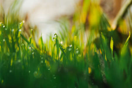 Water drops on blade of grass (Shallow Dof)の写真素材