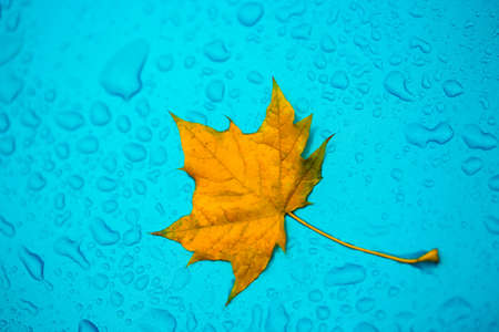 Yellow leaf and drops on the blue waterproof materialの写真素材