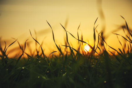 Water drops on blade of grass (Shallow Dof)の写真素材