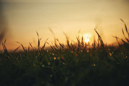 Water drops on blade of grass (Shallow Dof)の写真素材