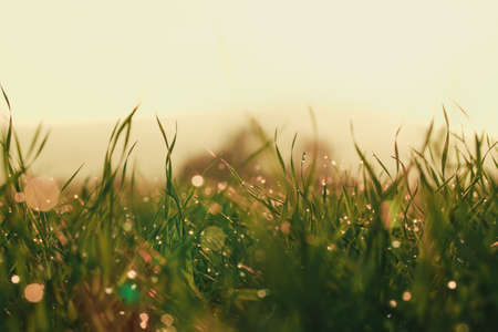 Water drops on blade of grass (Shallow Dof)の写真素材
