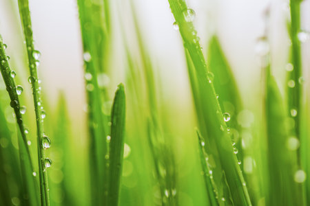 Green wet grass with dew on a blades. Shallow DOFの写真素材
