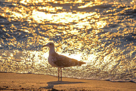 Seagull on the beach sand against the sea.の写真素材
