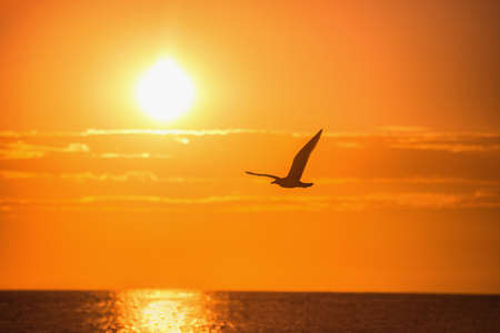 Flying seagull over the blue sea on sunriseの写真素材