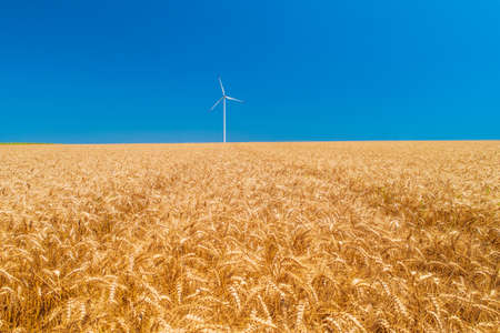 Blue sky and wheat field with wind turbines generating electricityの写真素材