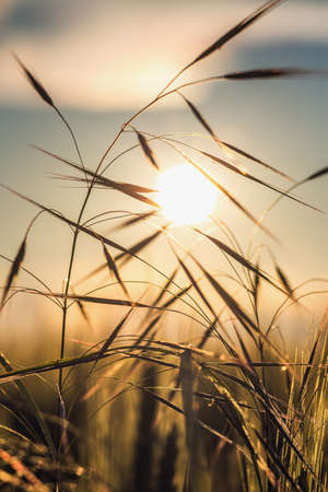 Blurry sunset with grassの写真素材