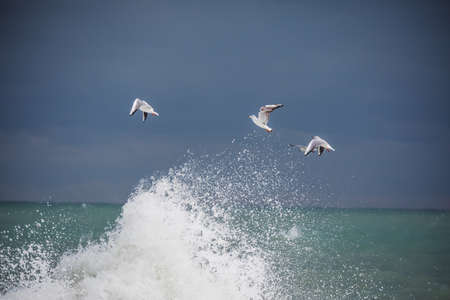 White seagull soaring above the seaの写真素材