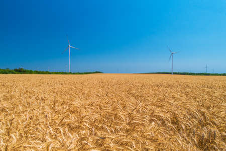 Blue sky and wheat field with wind turbines generating electricityの写真素材