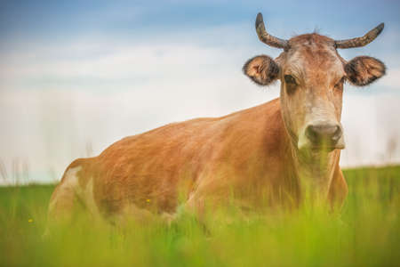 Cow in a meadowの写真素材