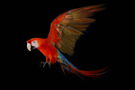 Flying Macaw Parrot isolated on black backgroundの写真素材