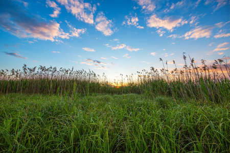 Sunset over the lake and fern plants. Sun and wild plant around water as nature backgroundの写真素材