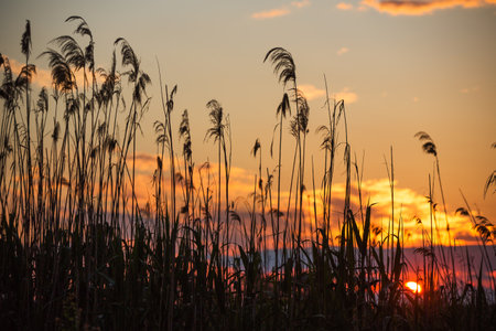 Sunset over the lake and fern plants. Sun and wild plant around water as nature backgroundの写真素材