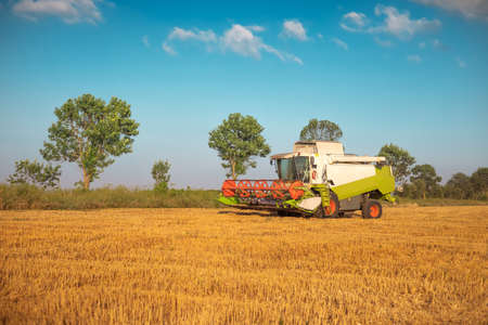Combine harvester agriculture machine harvesting golden ripe wheat fieldの写真素材