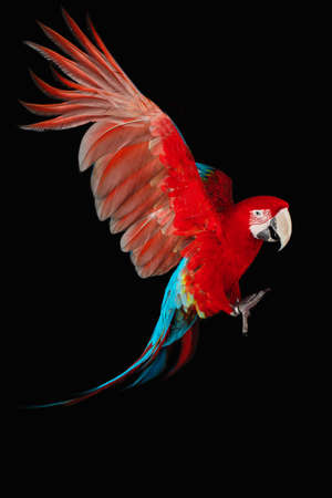 Flying Macaw Parrot isolated on black backgroundの写真素材