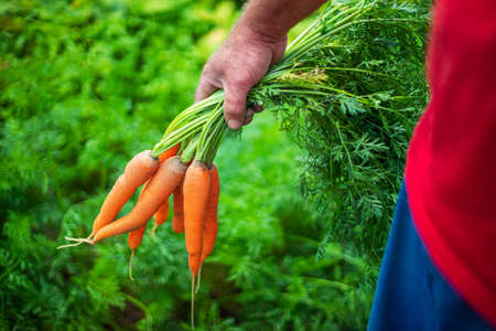 Carrot in the hands of a farmer. Harvesting, horticulture.の写真素材
