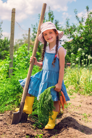 Beautiful little child with carrots in garden. Girl farmer, horticulture.の写真素材