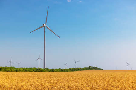 Blue sky and wheat field with wind turbines generating electricityの写真素材