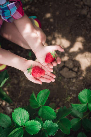 Little girl picking strawberry on a farm field.  Strawberry in a kid hand against background of flowers.の写真素材