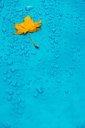 Yellow leaf and drops on the blue waterproof materialの写真素材