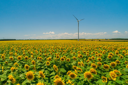 Blue sky and wheat field with wind turbines generating electricityの写真素材