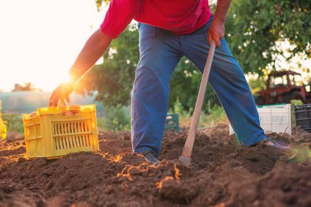 Farmer harvesting fresh organic potatoes from field. Horticulture and agriculture in the farm.