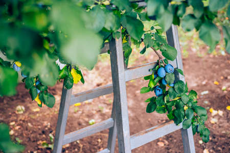 Plum tree with ripe plums and ladder at harvest time. Fruits in an orchard garden.の写真素材