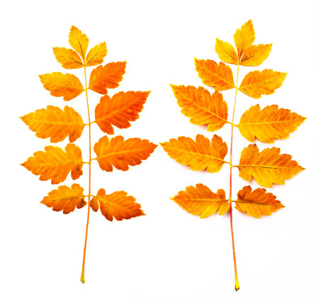 Autumnal orange leaves. Leaf isolated on white background.の写真素材