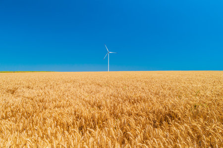 Blue sky and wheat field with wind turbines generating electricityの写真素材