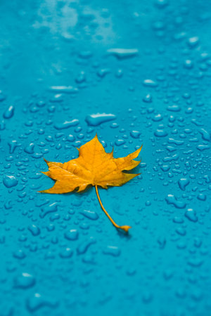 Yellow leaf and drops on the blue waterproof materialの写真素材