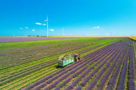 Aerial view of Tractor harvesting field of lavender.の写真素材