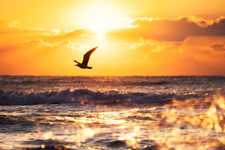 Flying seagulls over the sea on sunriseの写真素材