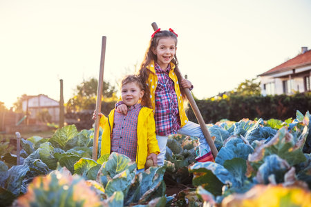 Farmer boy and girl, brother and sister working in a garden of cabbages. Autumn vegetables harvest.の写真素材
