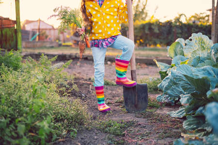 Little girl gardener in vegetables garden holding fresh biologic just harvested carrotsの写真素材
