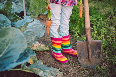 Little girl gardener in vegetables garden holding fresh biologic just harvested carrotsの写真素材