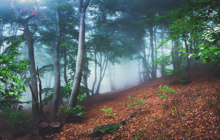 Foggy mystic forest. Trees in autumn woodland in a fog.の写真素材
