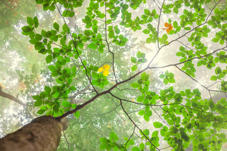 Autumn landscape. Autumn tree leaves forest background.の写真素材