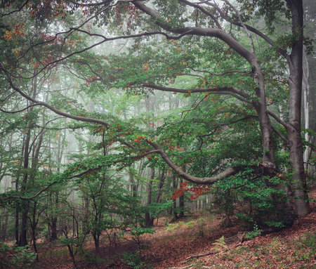 Foggy mystic forest. Trees in autumn woodland in a fog.の写真素材