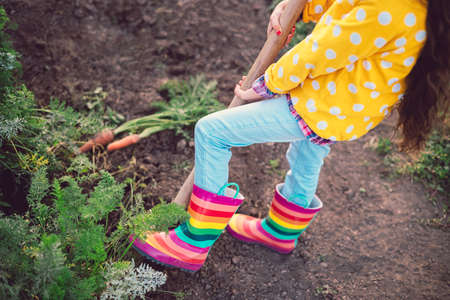 Little girl gardener in vegetables garden holding fresh biologic just harvested carrotsの写真素材