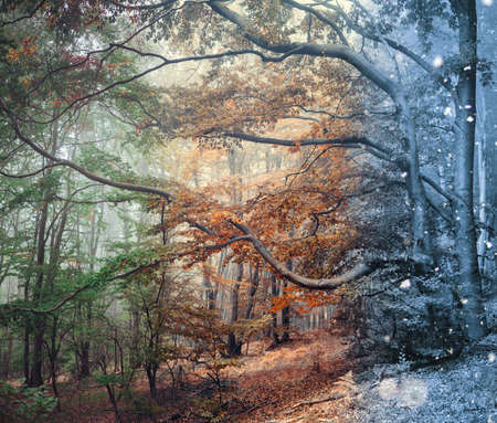 Foggy mystic forest. Trees in winter woodland in a fog.の写真素材