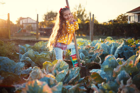 Happy little girl farmer working in a farmland field of fresh organic green cabbageの写真素材