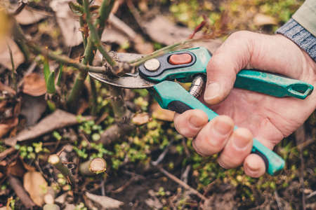 Farmer with pruner shears the branches of rose bush. Pruning plants in the spring garden