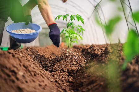 Fertilizing Tomatoes plant in greenhouse, homegrown organic vegetables.の写真素材